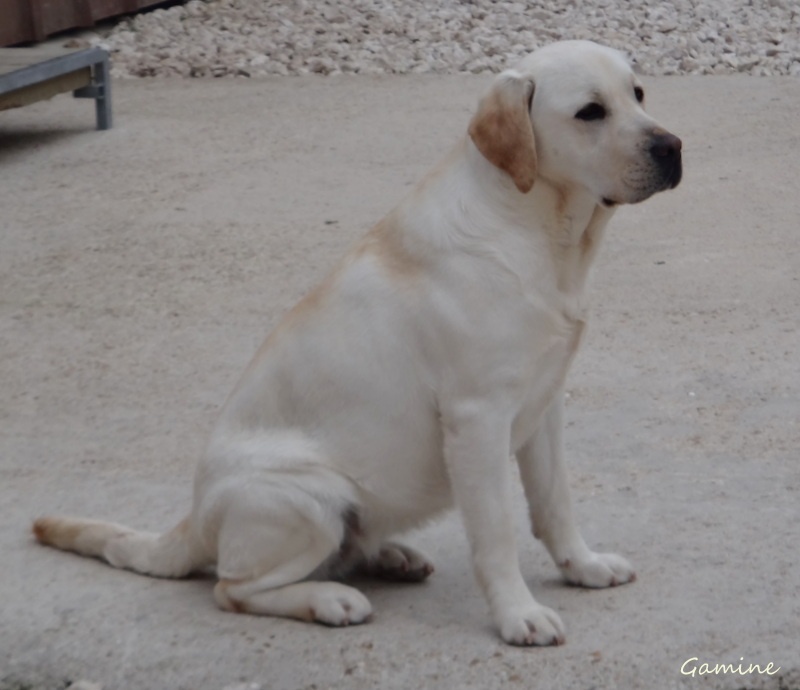 Gamine del punta verde