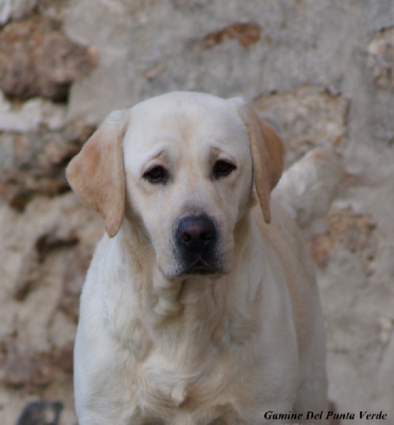 Gamine del punta verde